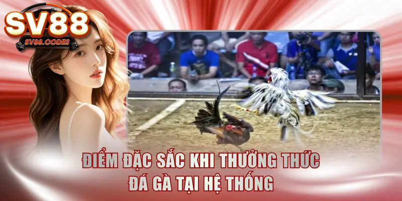Điểm đặc sắc khi thưởng thức đá gà tại hệ thống