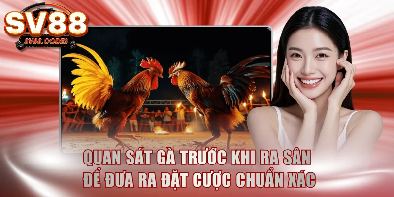 Quan sát gà trước khi ra sân để đưa ra đặt cược chuẩn xác