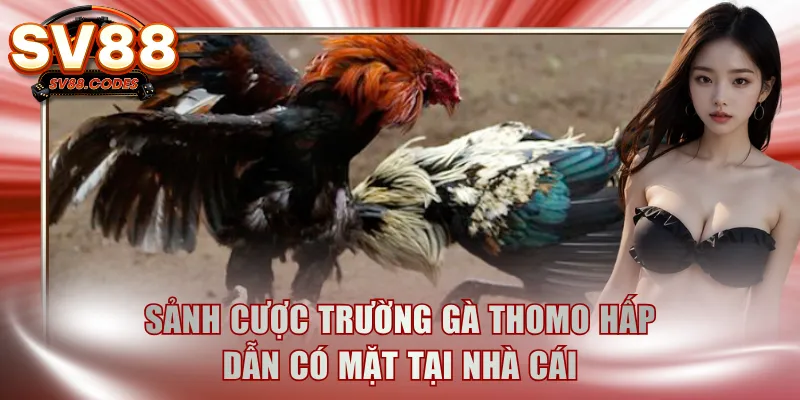 Sảnh cược trường gà Thomo hấp dẫn có mặt tại nhà cái