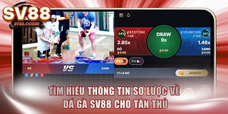 Tìm hiểu thông tin sơ lược về đá gà SV88 cho tân thủ