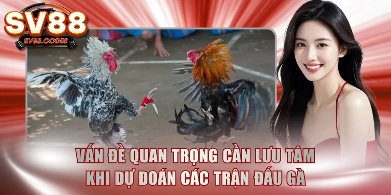 Vấn đề quan trọng cần lưu tâm khi dự đoán các trận đấu gà